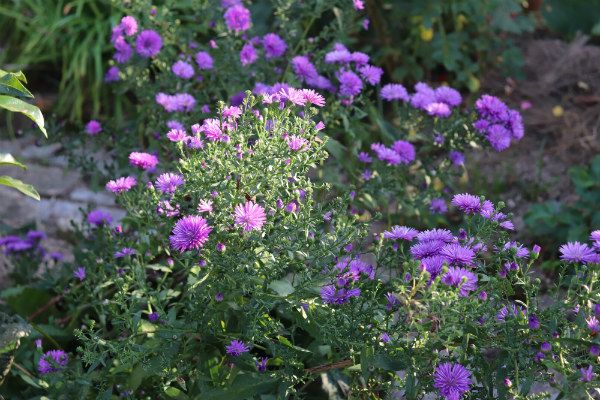 １０月の荒れ地ガーデン