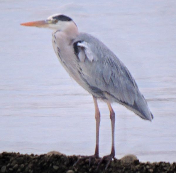 寒い朝。花鳥風月～。ウォーキングMS⑧271日目(2796日目)