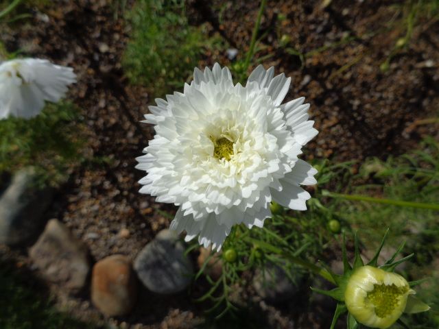 今日は白い花