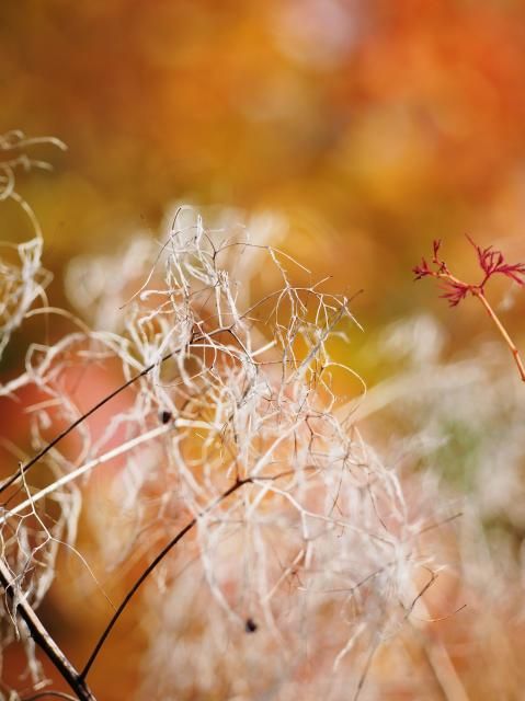 花フェスタの秋