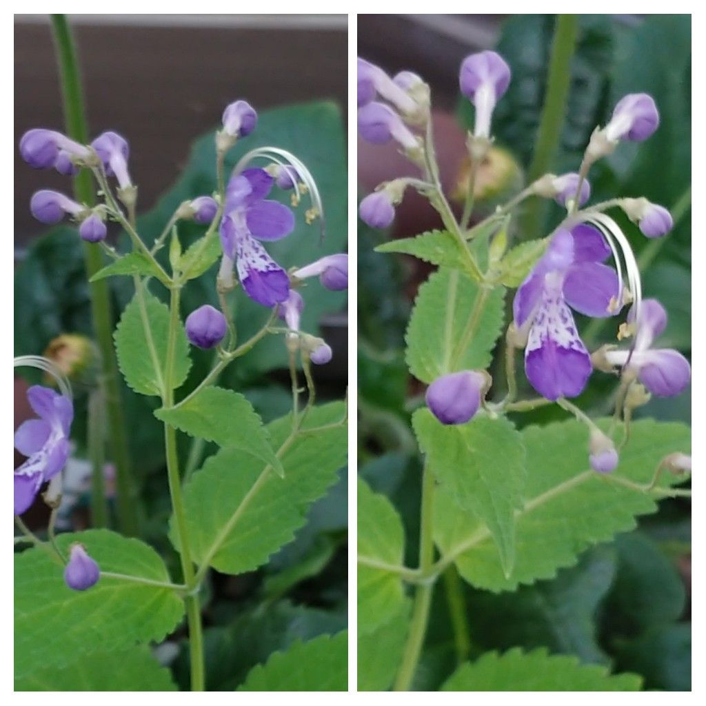 紫の花💜