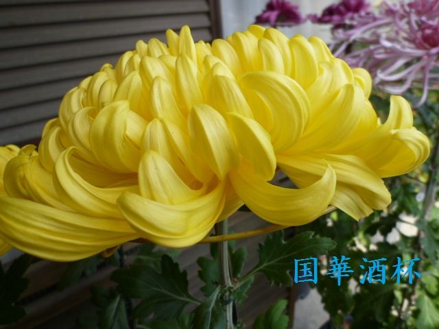 文化の日に咲く菊。