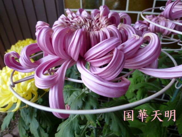 文化の日に咲く菊。