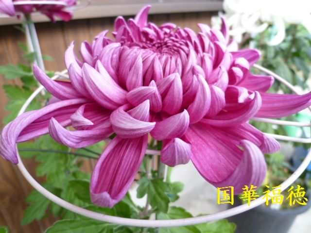 文化の日に咲く菊。