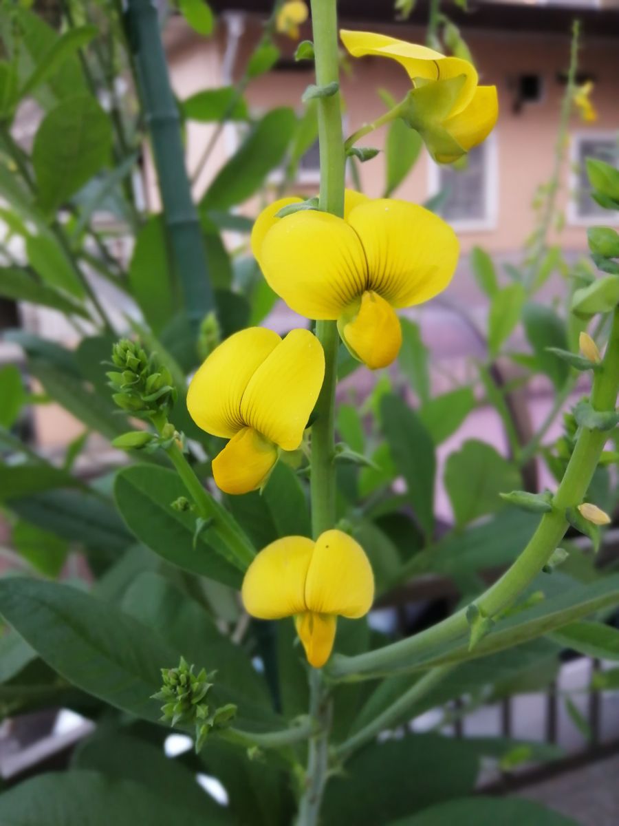 マメ科の黄色い花 園芸日記byリラリラさん みんなの趣味の園芸