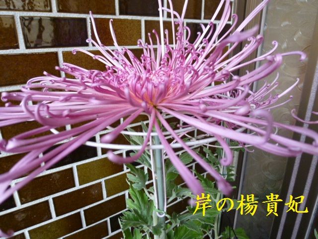 文化の日に咲く菊-2