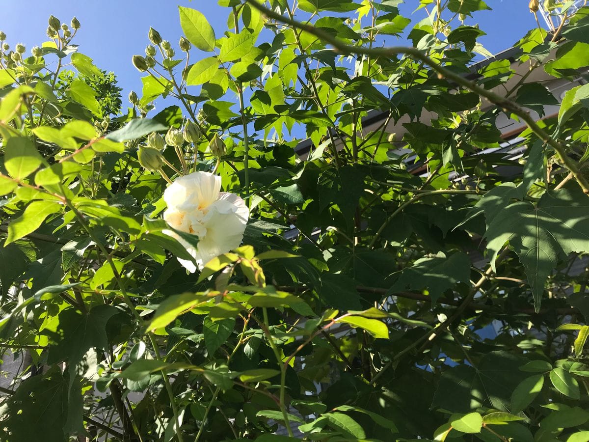 日差しはやっぱり秋ですねぇ✨