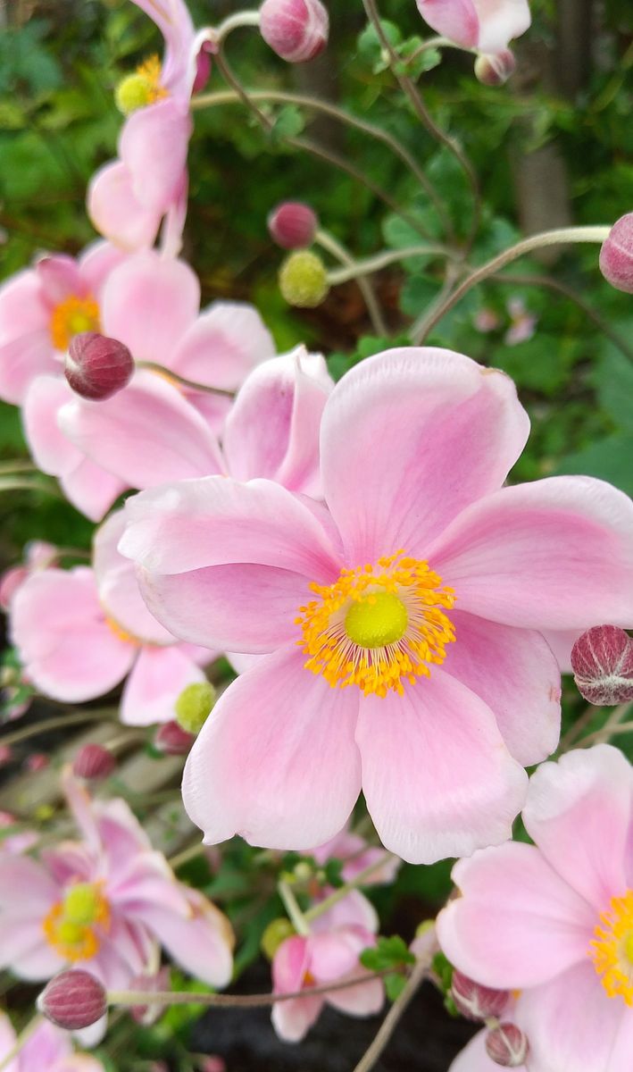 💕秋をつげる秋明菊🎶続編！