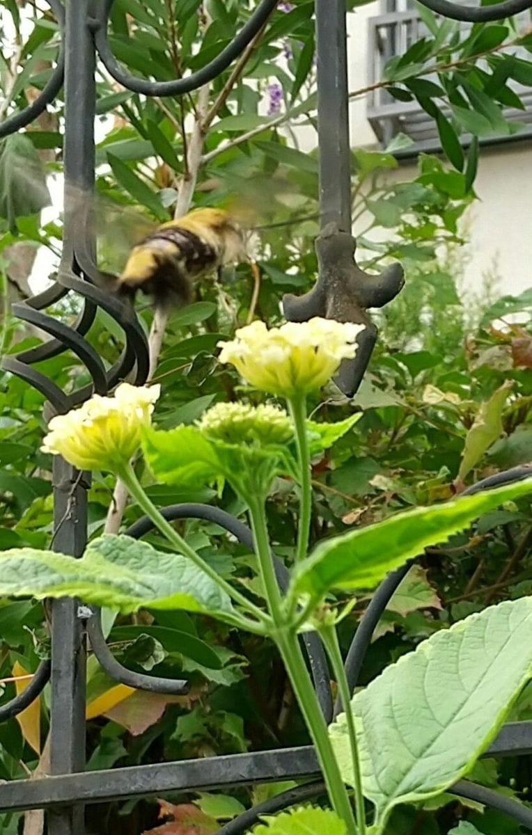 丈夫で手間要らずです🎶