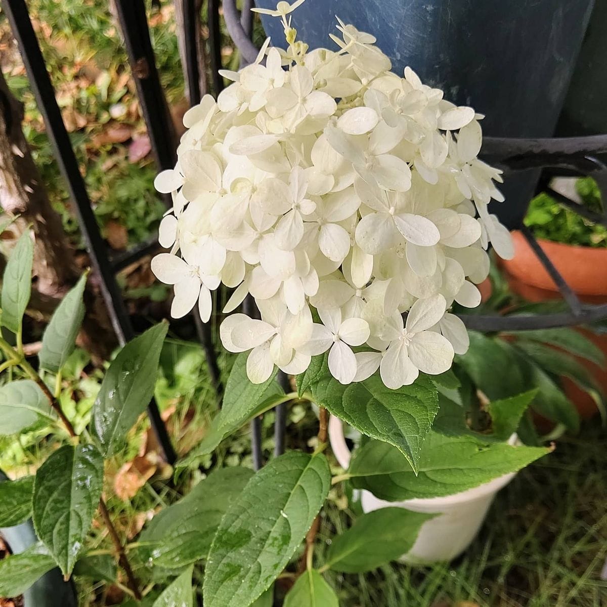 八重のハイビスカス、ふじさんあじさい