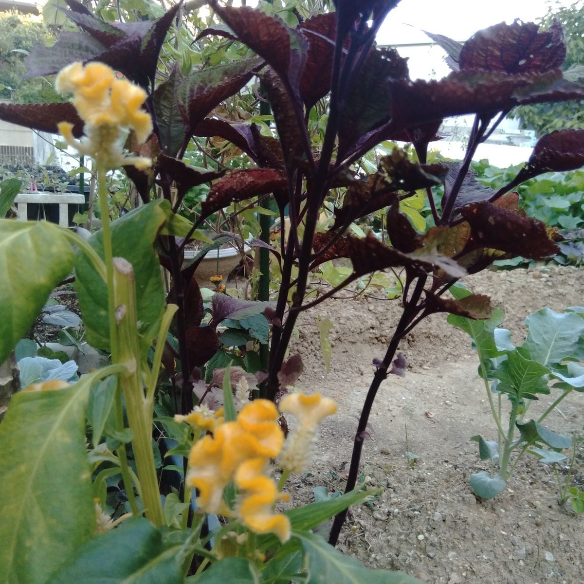 庭の花 45  コリウスと  ケイトウ