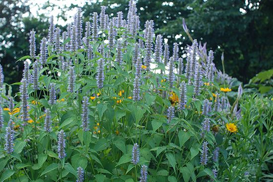 植物図鑑35種に写真を追加しました