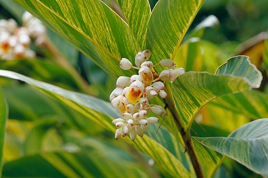 植物図鑑35種に写真を追加しました