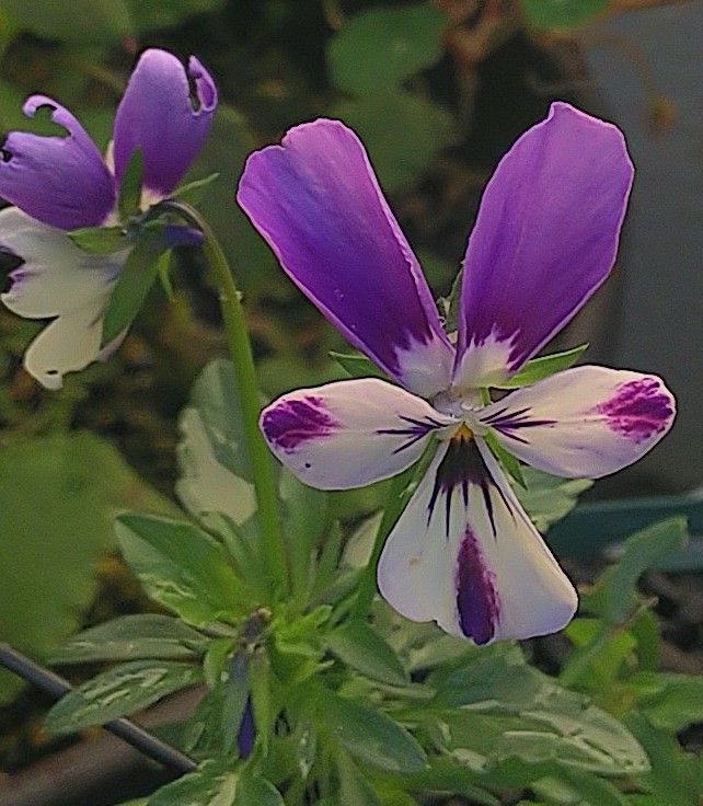 咲き続ける花