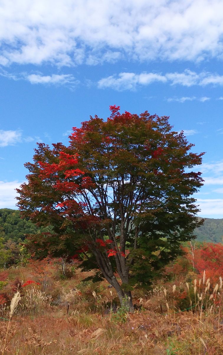 🍁乗鞍高原🌾秋探し🎵