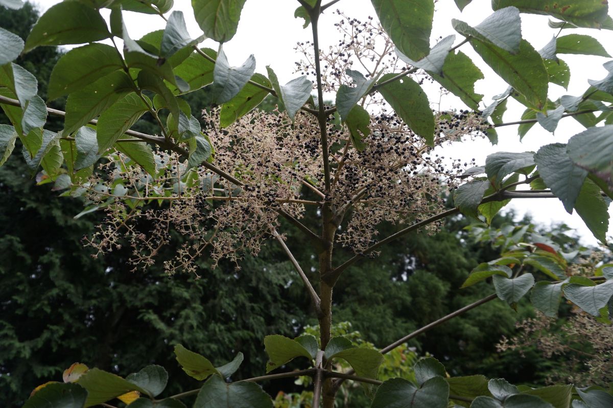 タラの木の実