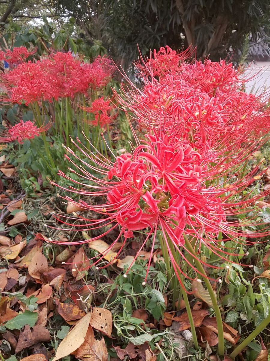 ヒガンバナの花の列