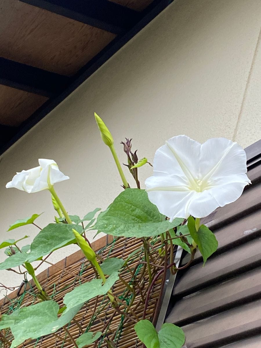 雨にも負けず