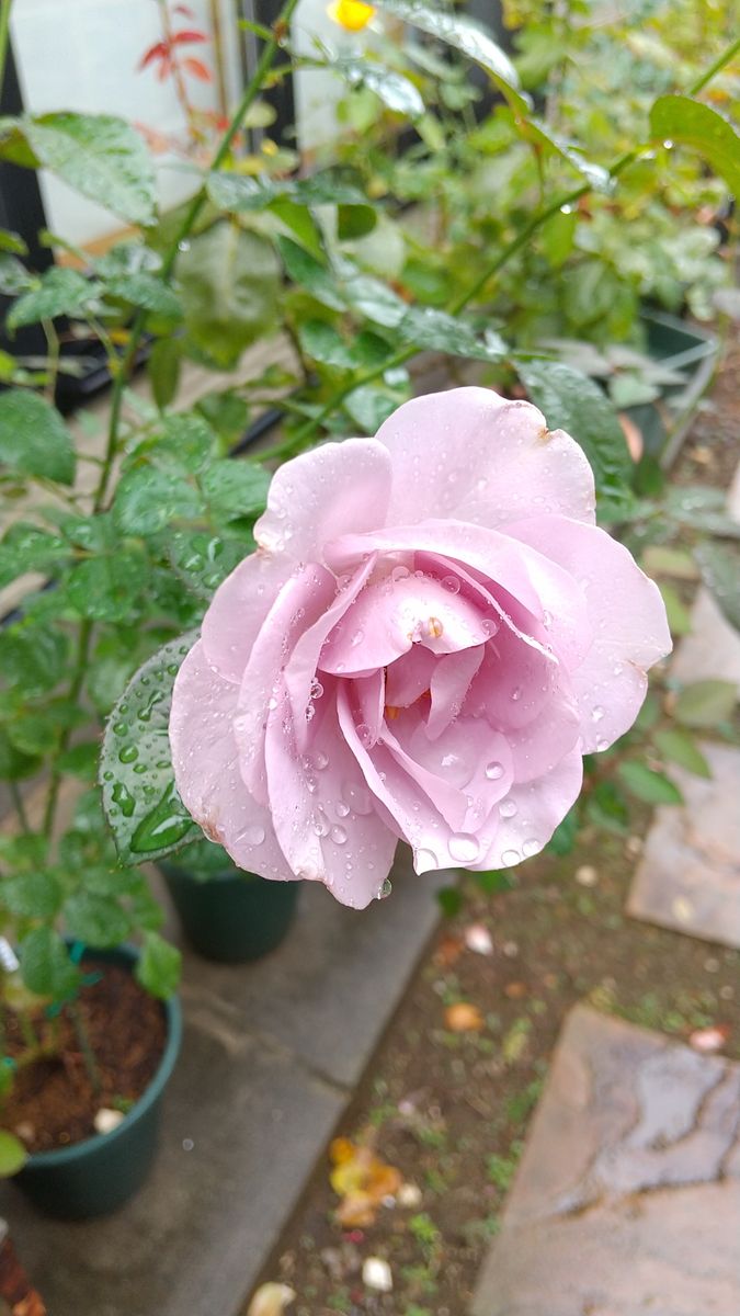 雨に咲く花たち