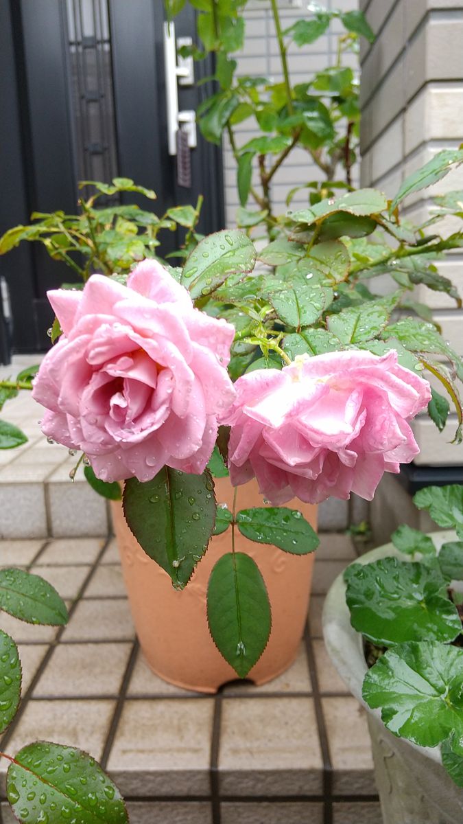 雨に咲く花たち