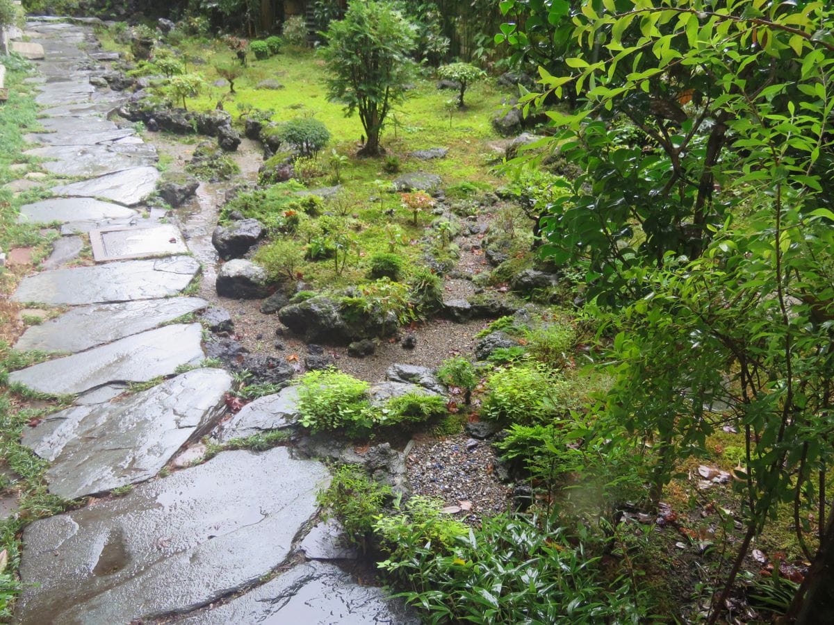 雨の苔庭ひっそりと！