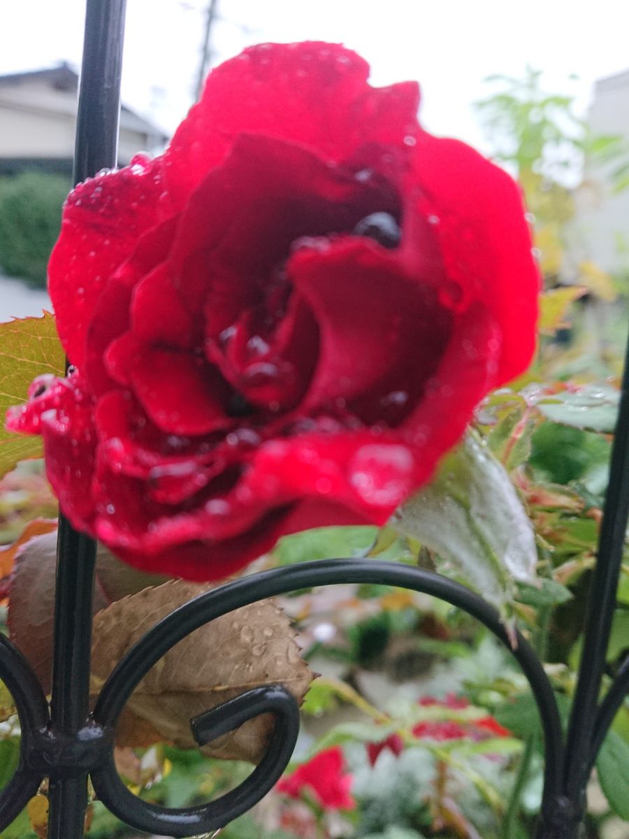 １０／８朝から雨でした