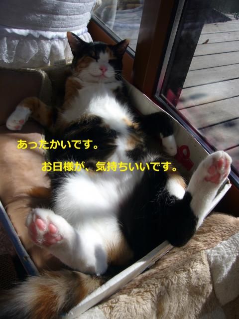 お日様は、猫にもいい～(　´∀｀)