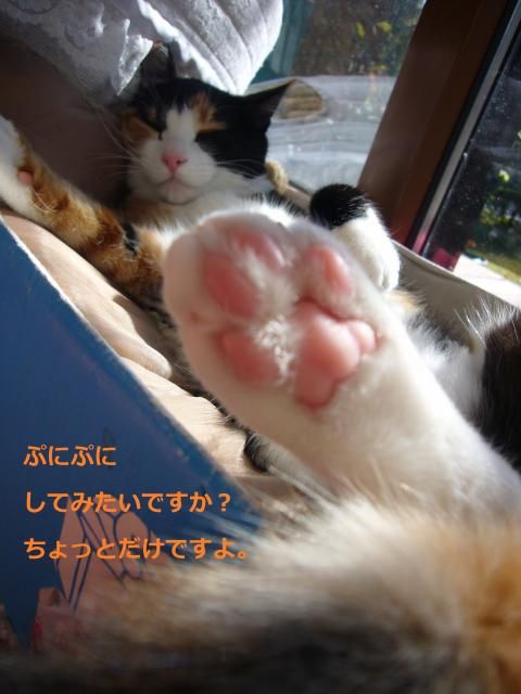 お日様は、猫にもいい～(　´∀｀)