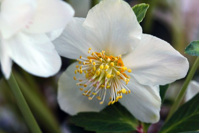 Helleborus niger 'ジョーセレクト'