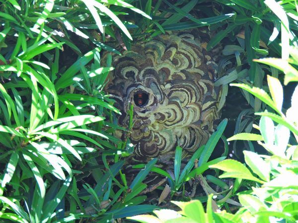 ぎょえー。スズメバチの巣