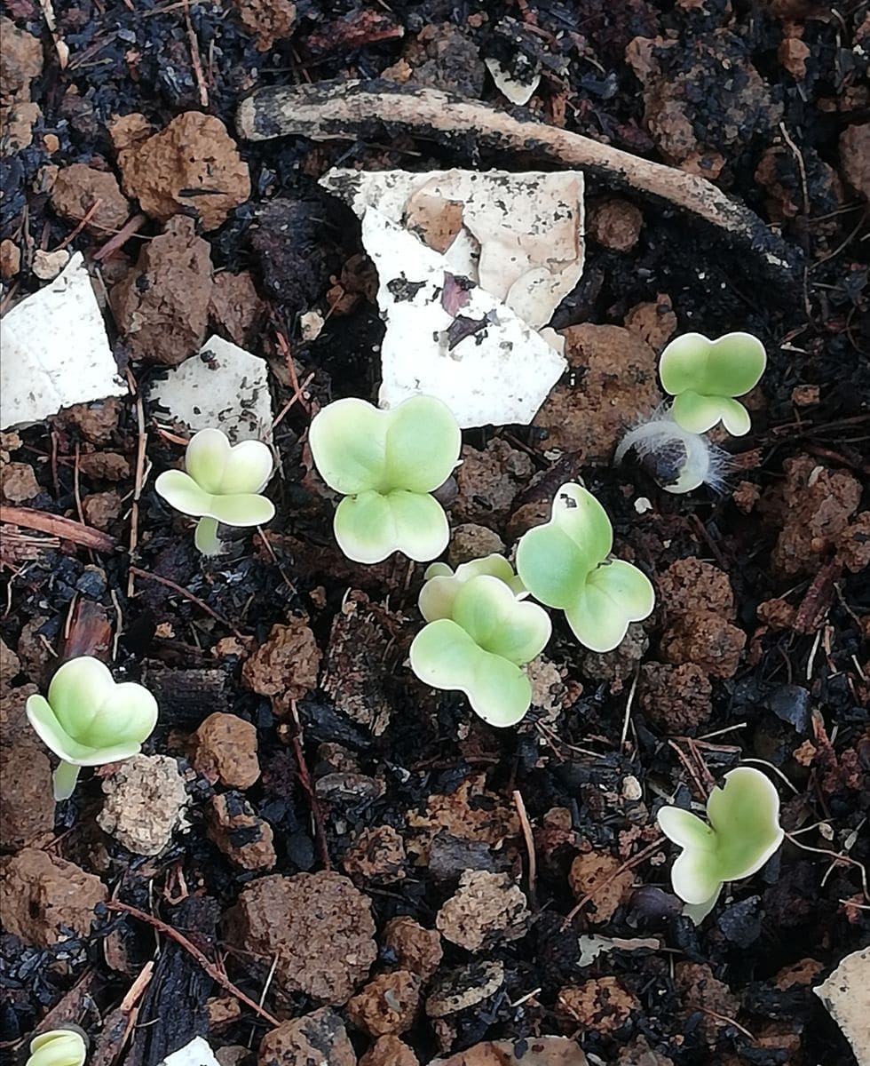 白菜と西洋オダマキの発芽