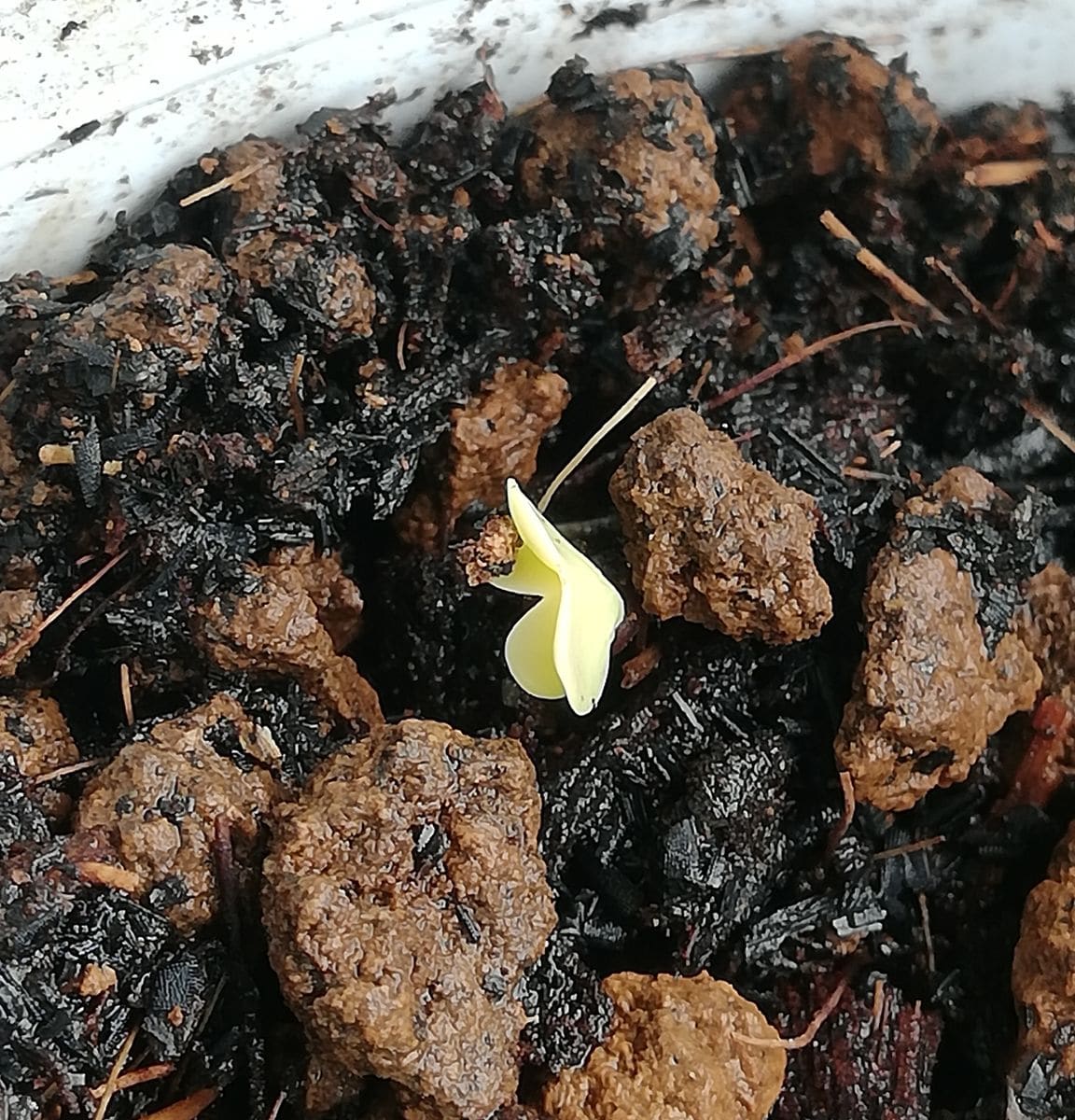 白菜と西洋オダマキの発芽