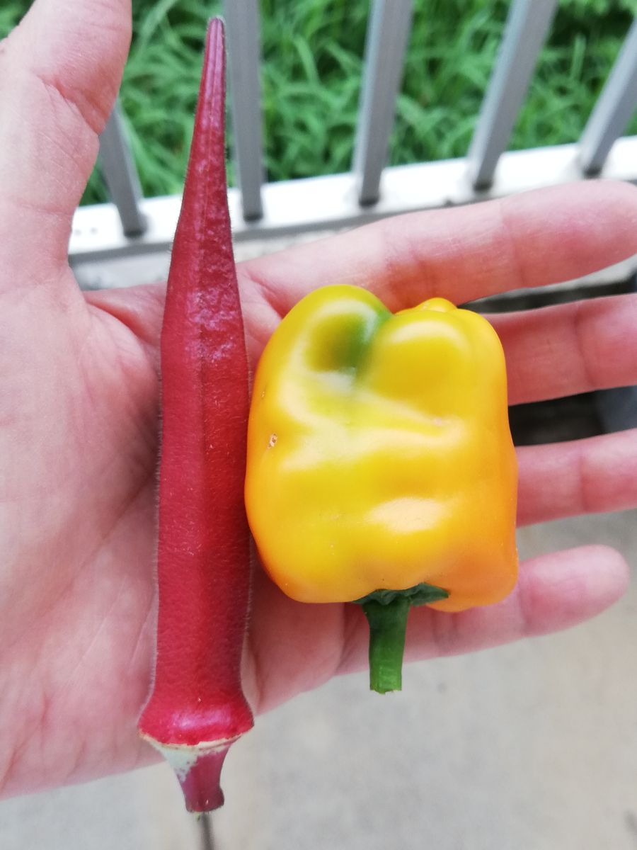 白菜と西洋オダマキの発芽