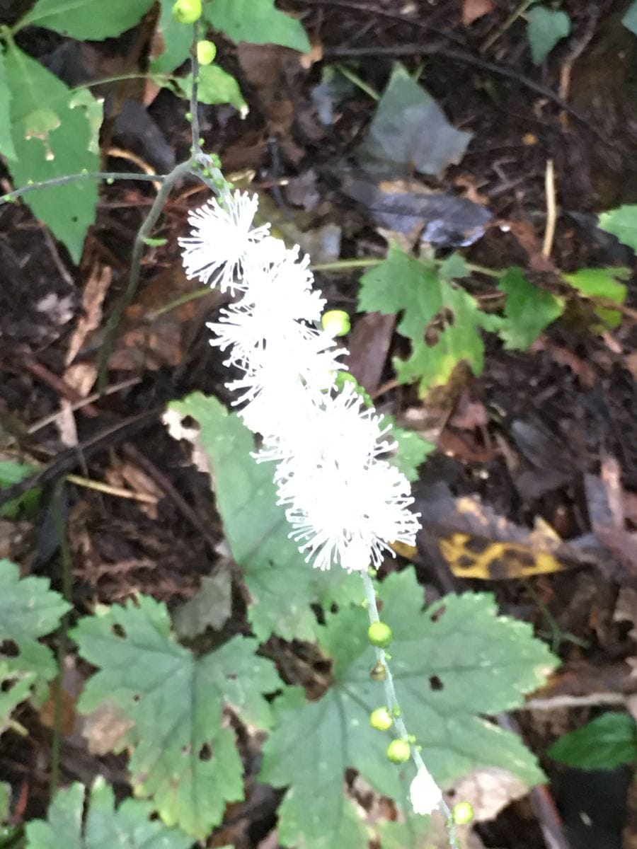 サラシナショウマ　晒菜升麻