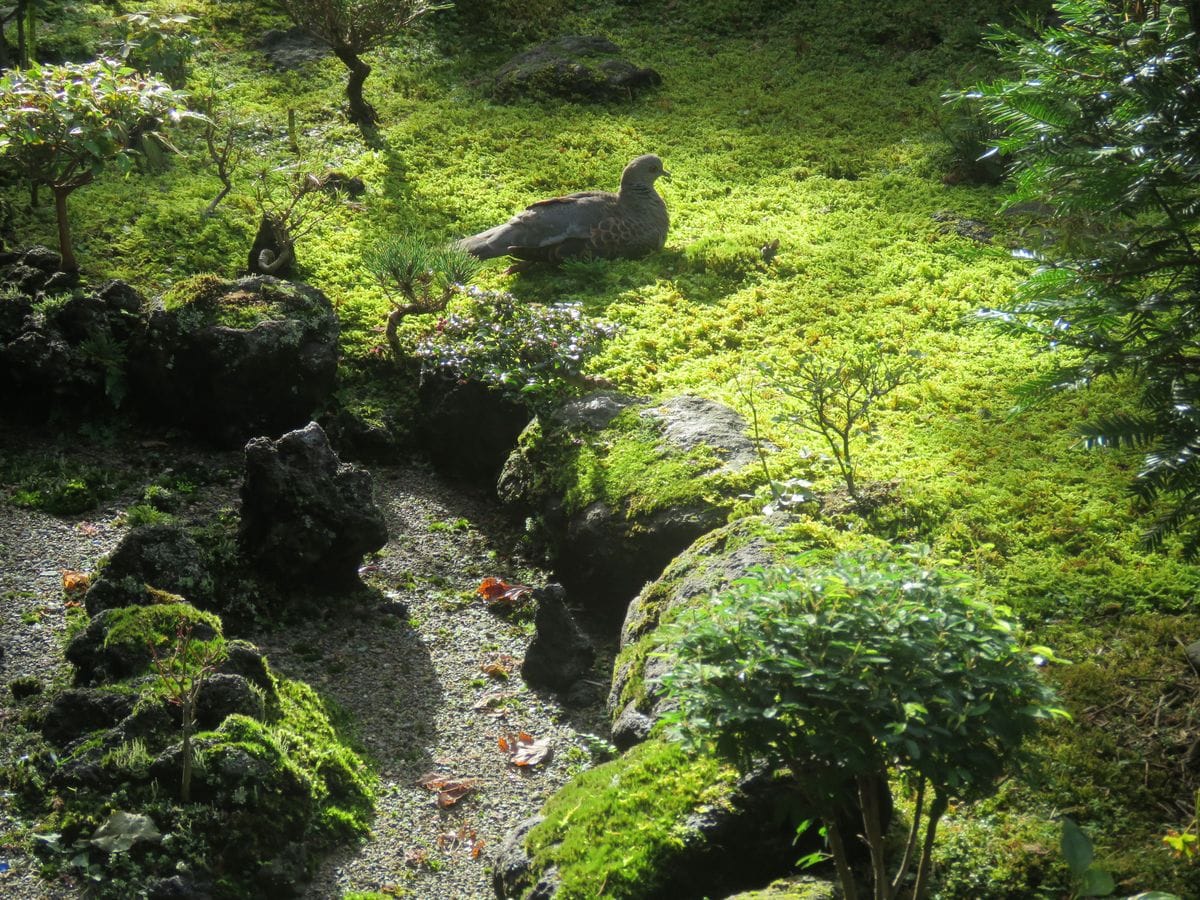 キジバト憩う朝の苔庭