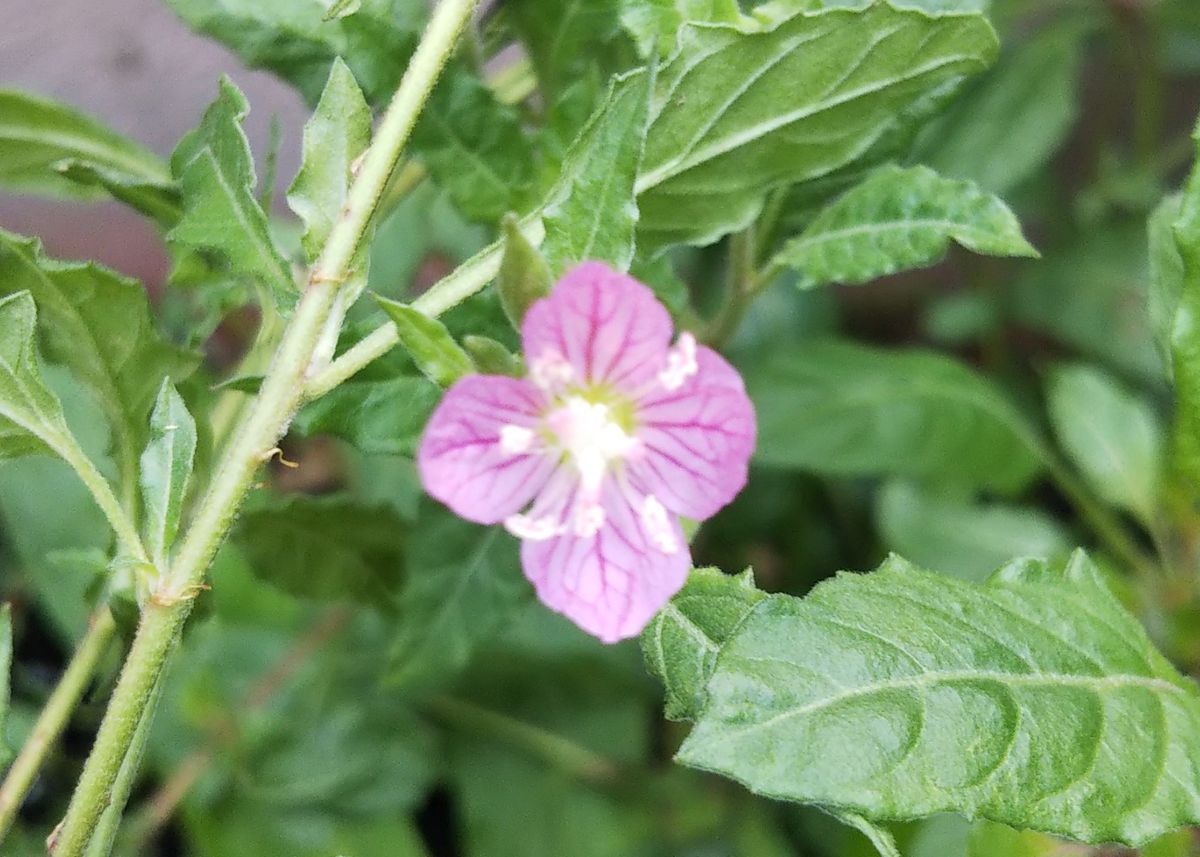 ユウゲショウまた開花