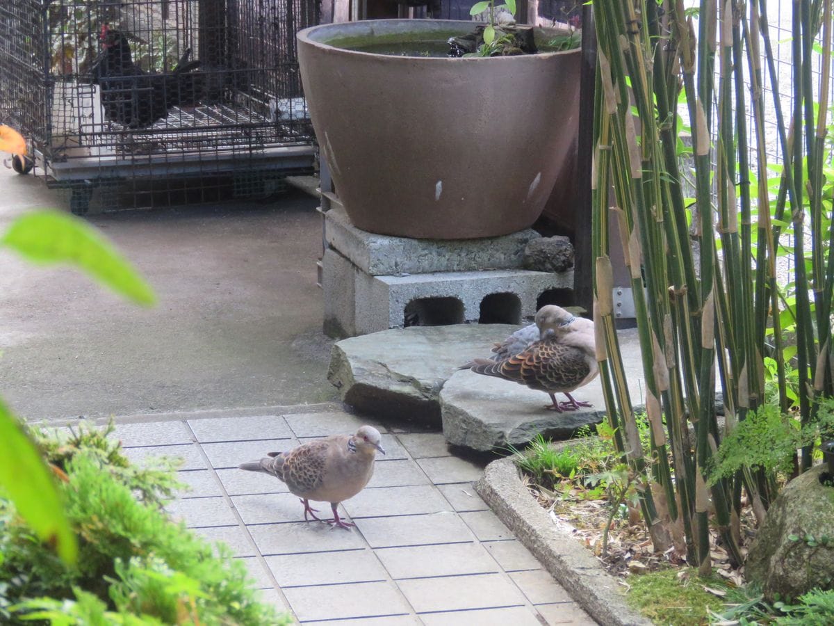 苔庭のキジバト