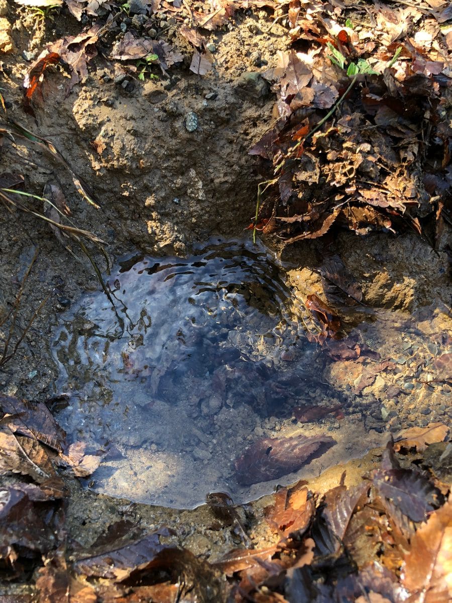 ３きょうだい、湧き水を発見！？