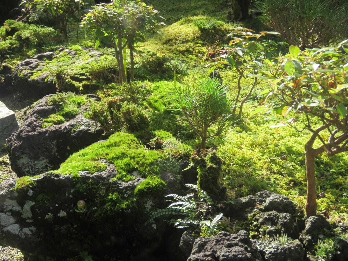 苔庭の朝