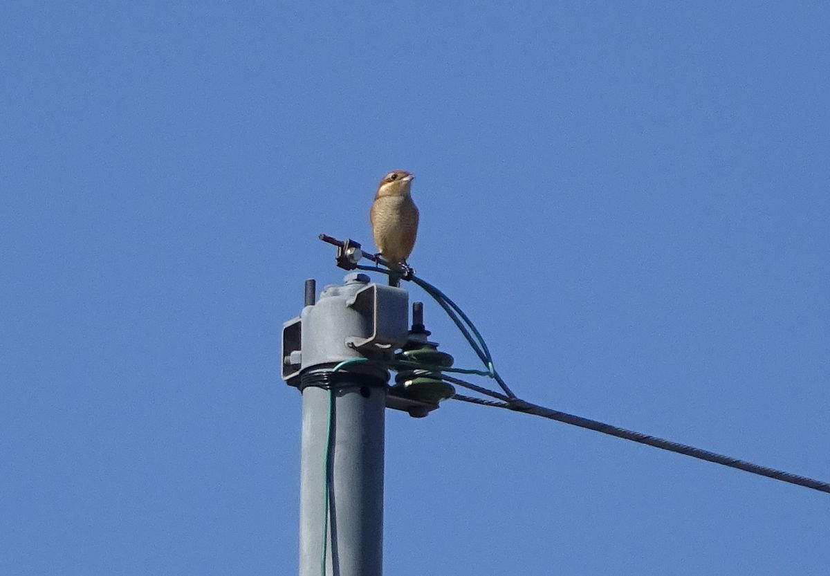 高鳴き　②