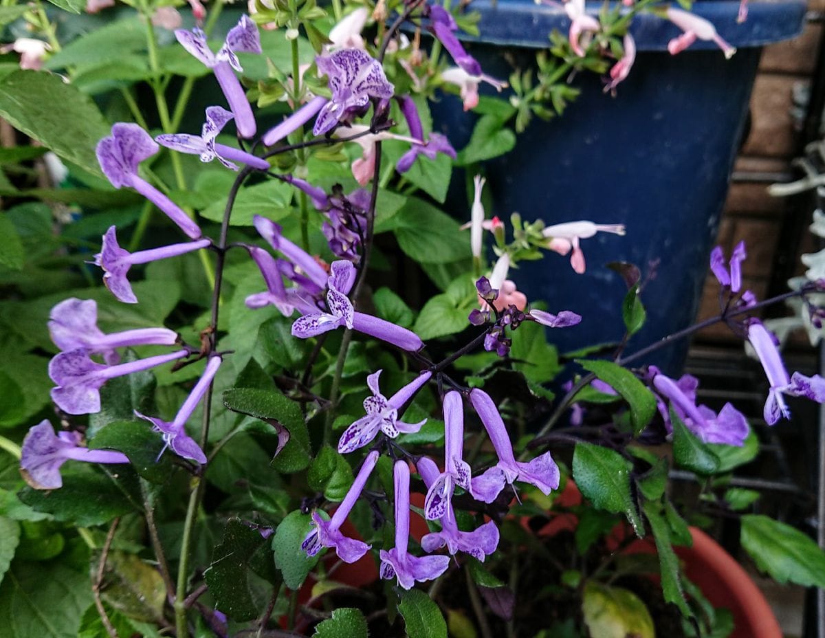 紫のお花達💜