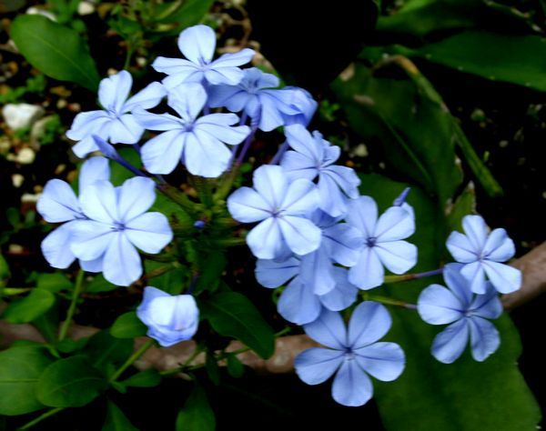 オールドカメラで花を撮る～ルリマツリ、葉もの