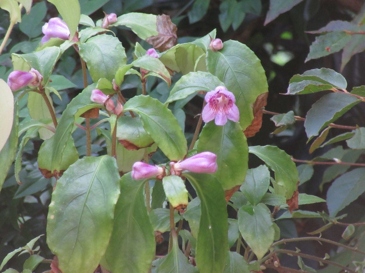 由愛(ゆめ)の花日記♪