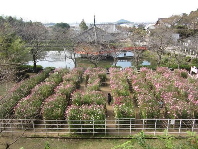 コスモスのある風景