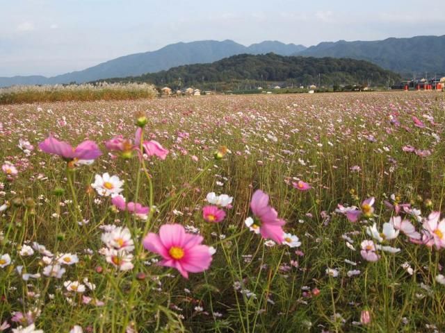 コスモスのある風景