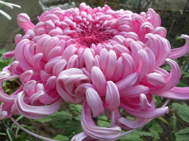 雨に濡れた菊