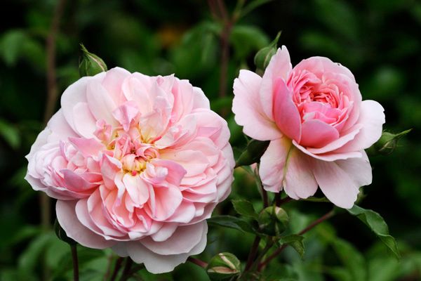 アン・ブリン　鉢植えに最適