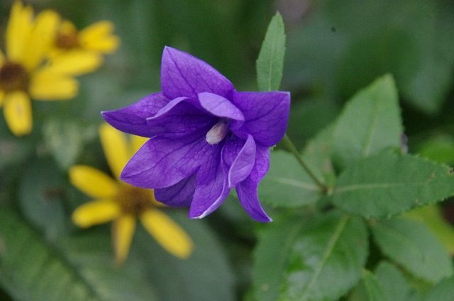 あさがおの花