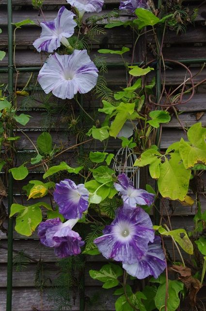 あさがおの花