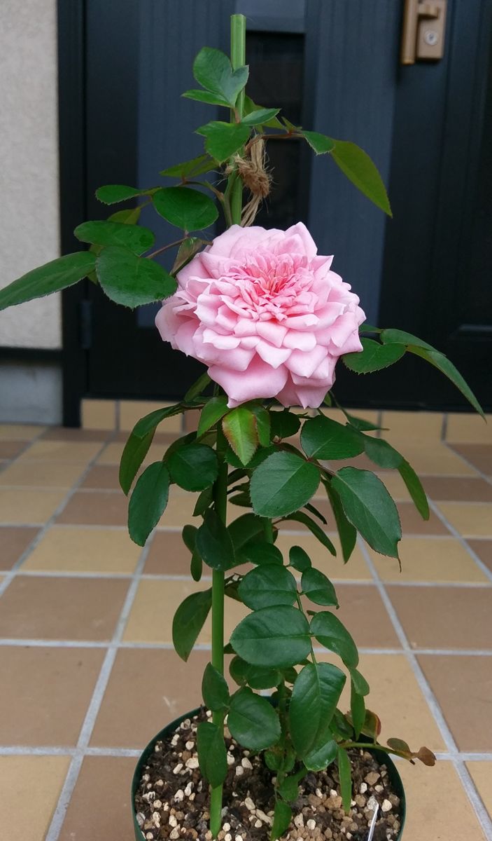 桜衣の花一輪